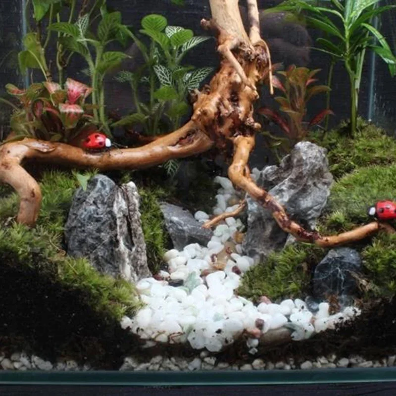 Натуральный ствол дерева Drift – обзор и цена Planted Aquarium With Driftwood