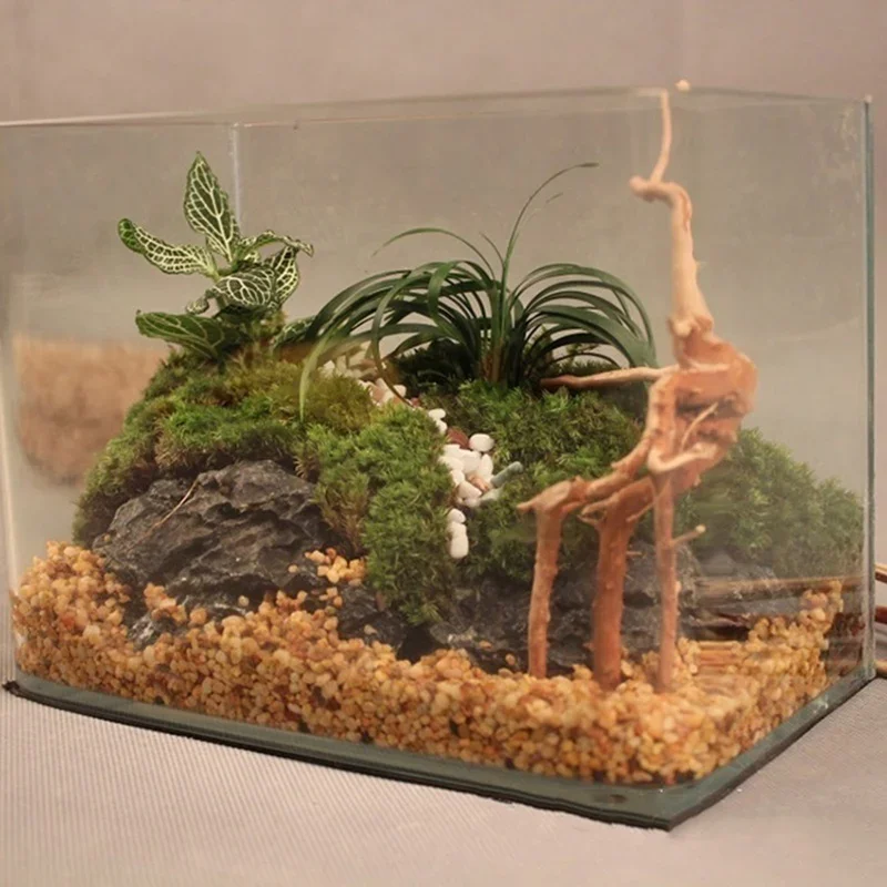 Натуральный ствол дерева Drift – обзор и цена Planted Aquarium With Driftwood
