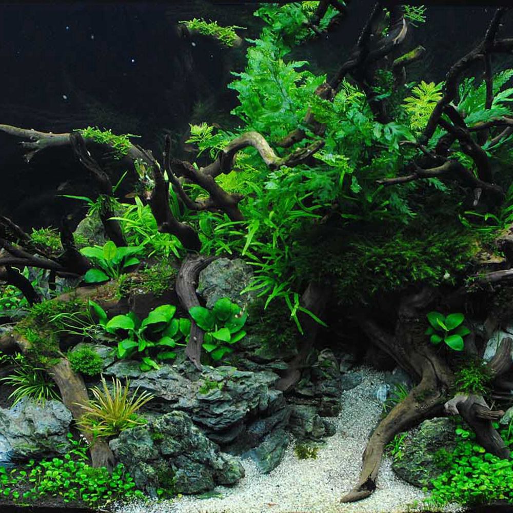 Дерево N1N, ландшафтный дизайн – обзор и цена Planted Aquarium With Driftwood