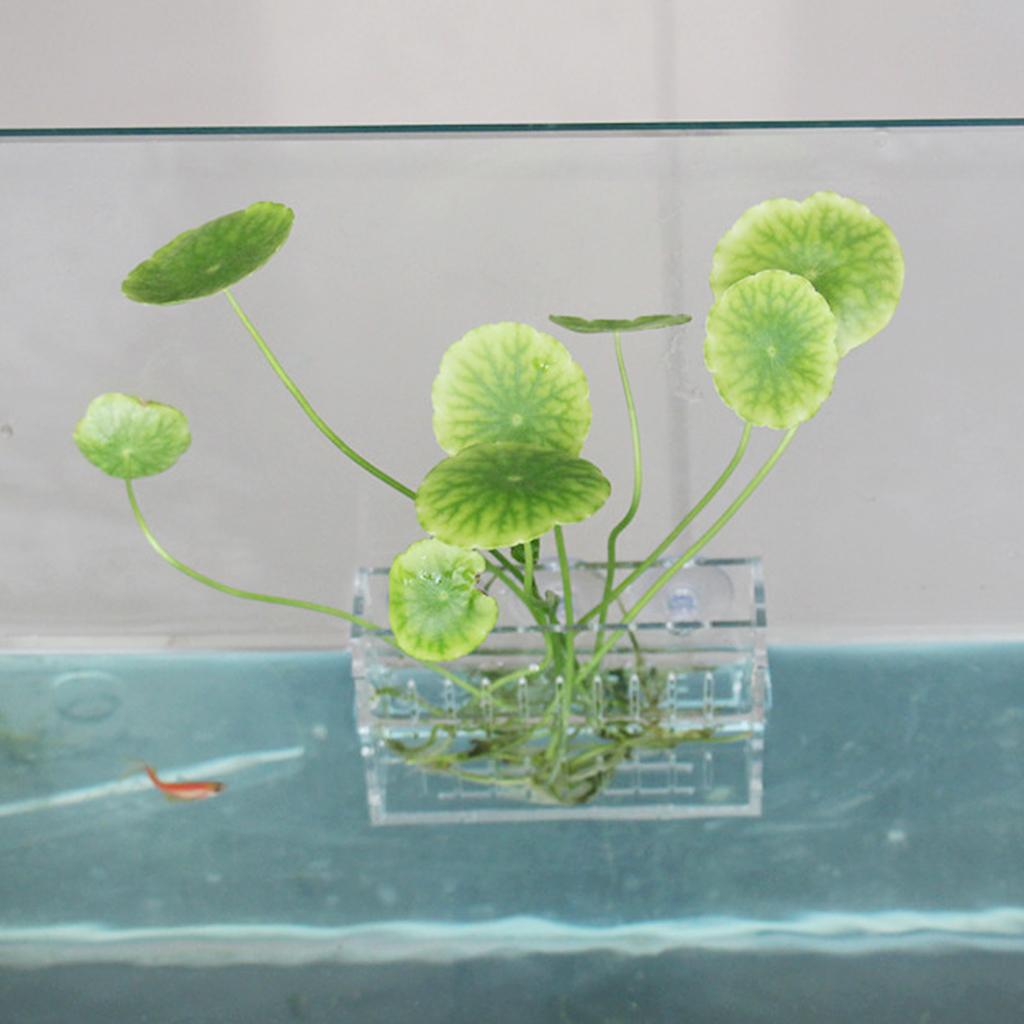 Держатель для водных растений, – обзор и цена Aquarium Planted Wall