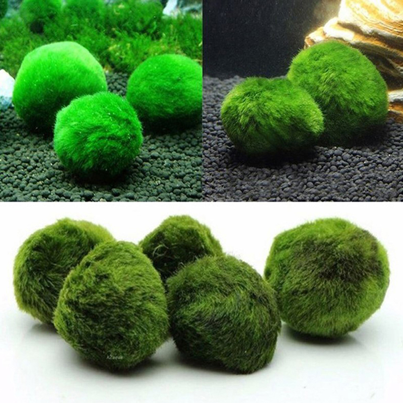 Шарики из мха Marimo, живое ак – обзор и цена Aquarium Plant Roots
