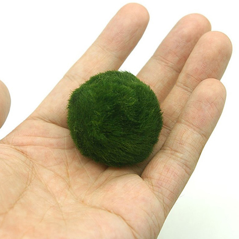 Шарики из мха Marimo, живое ак – обзор и цена Aquarium Plant Roots