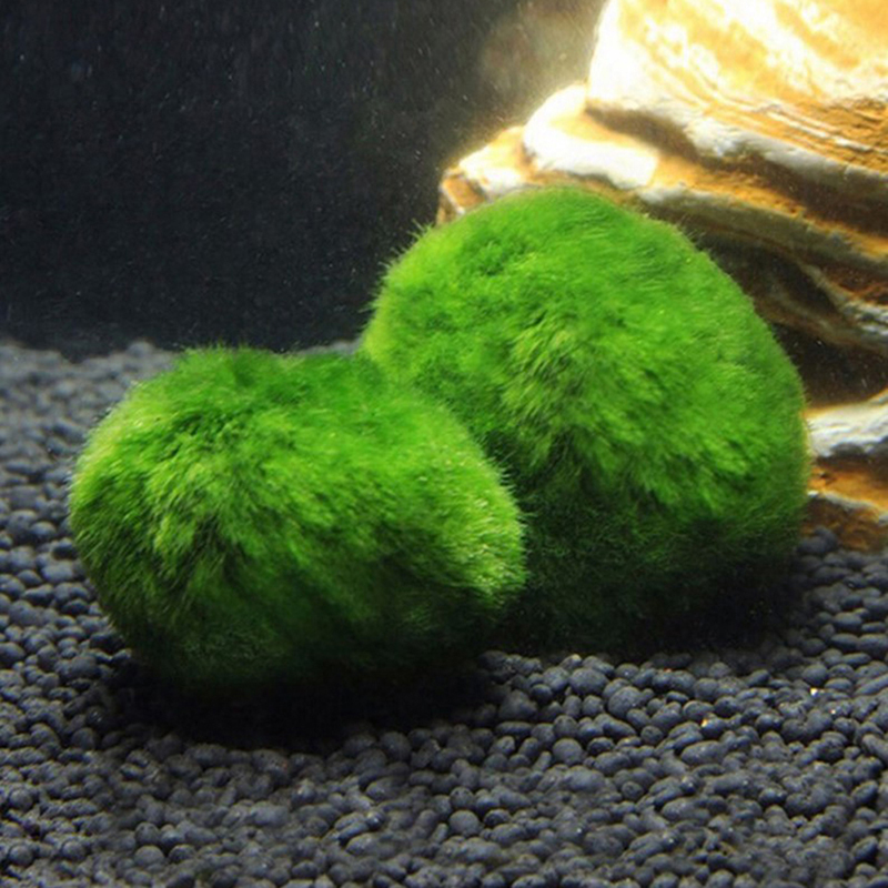 Шарики из мха Marimo, живое ак – обзор и цена Aquarium Plant Roots