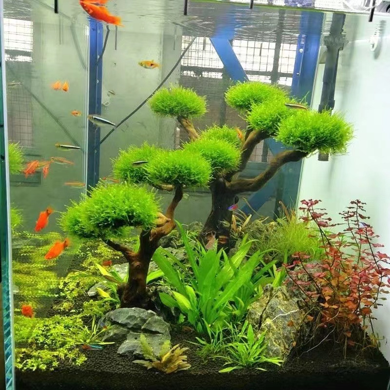 Деревянная рама для ослабления – обзор и цена Planted Aquarium With Driftwood