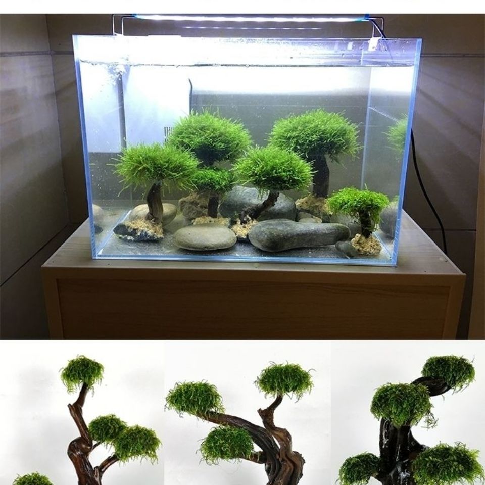 Деревянная рама для ослабления – обзор и цена Planted Aquarium With Driftwood