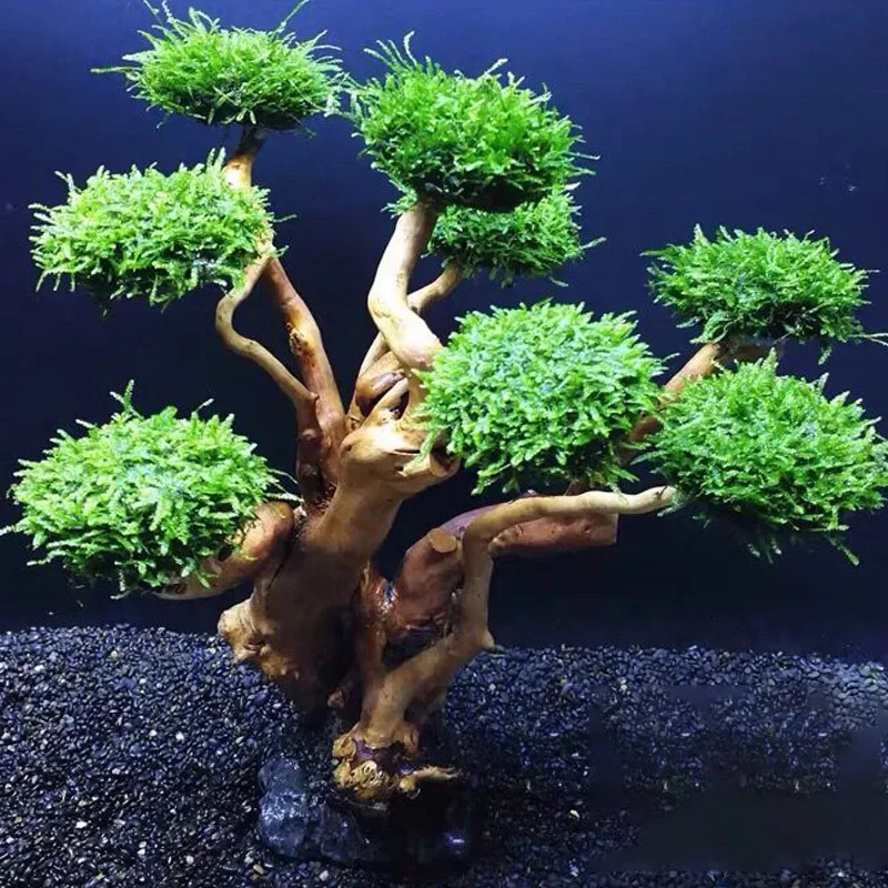 Декоративное дерево из мха для – обзор и цена Planted Aquarium With Driftwood