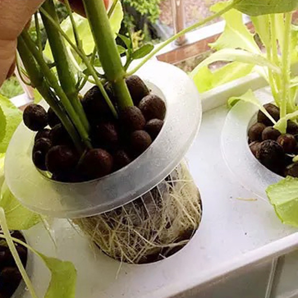 10/50 шт. садовые принадлежнос – обзор и цена Aquarium Planted Seeds