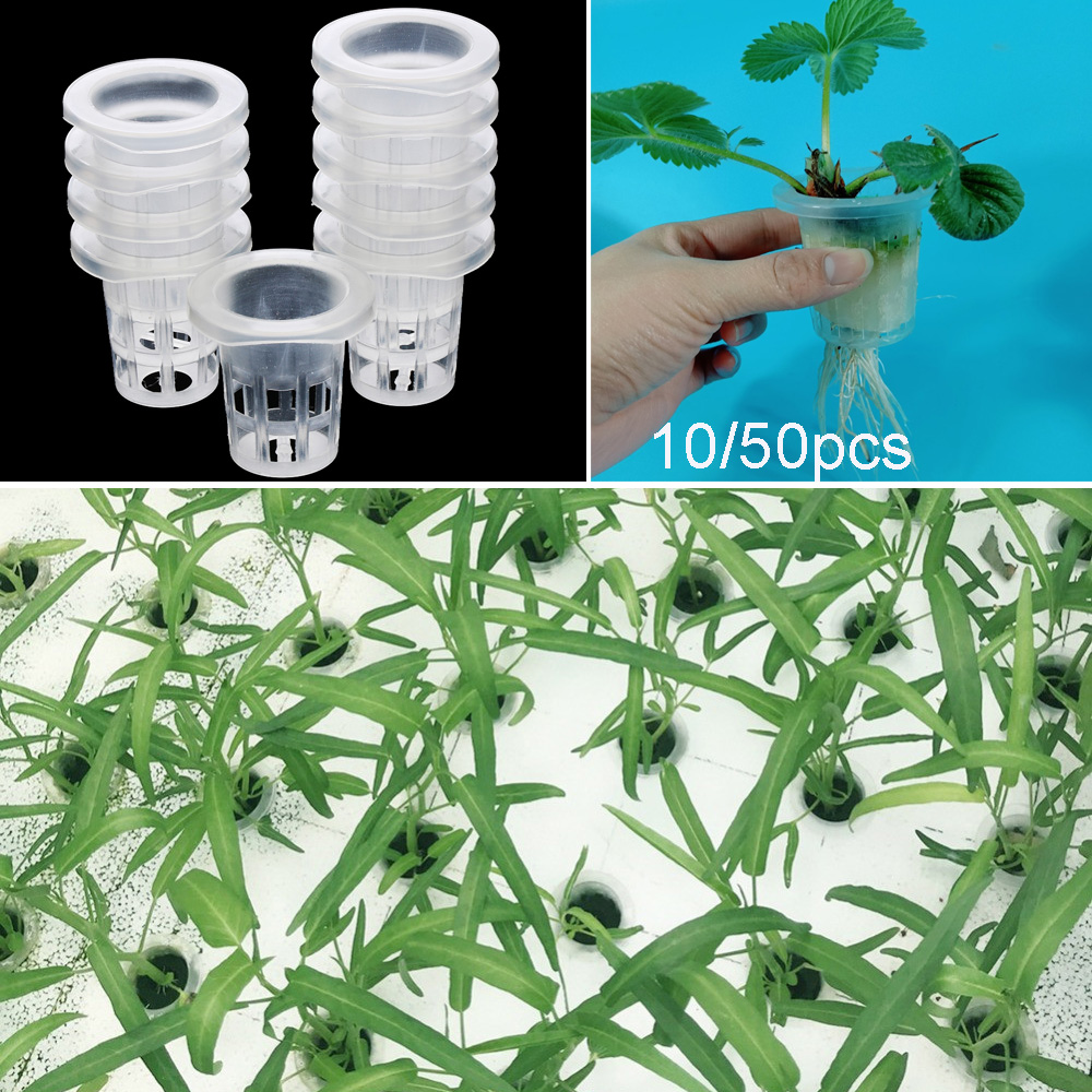 10/50 шт. садовые принадлежнос – обзор и цена Aquarium Planted Seeds
