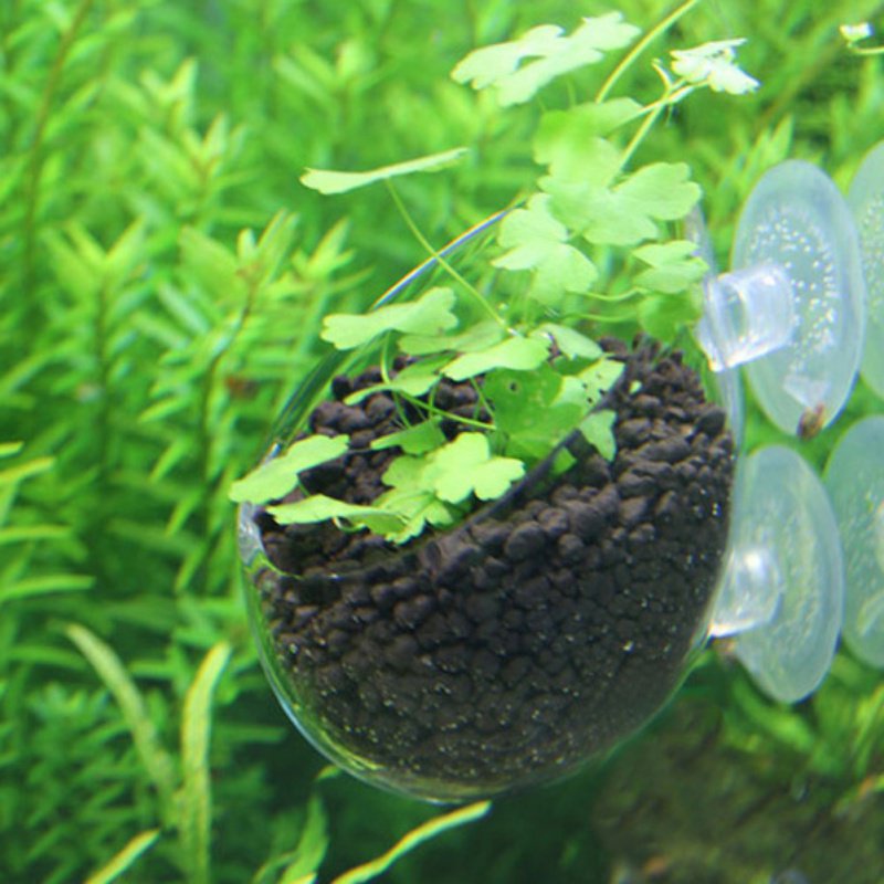 Стеклянная цилиндрическая чашк – обзор и цена Aquarium Planted Seeds