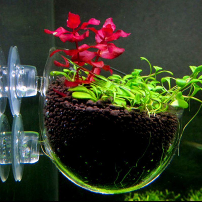 Стеклянная цилиндрическая чашк – обзор и цена Aquarium Planted Seeds