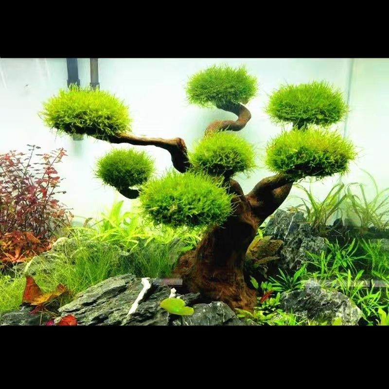 Украшение аквариума Мох Коряги – обзор и цена Planted Aquarium With Driftwood