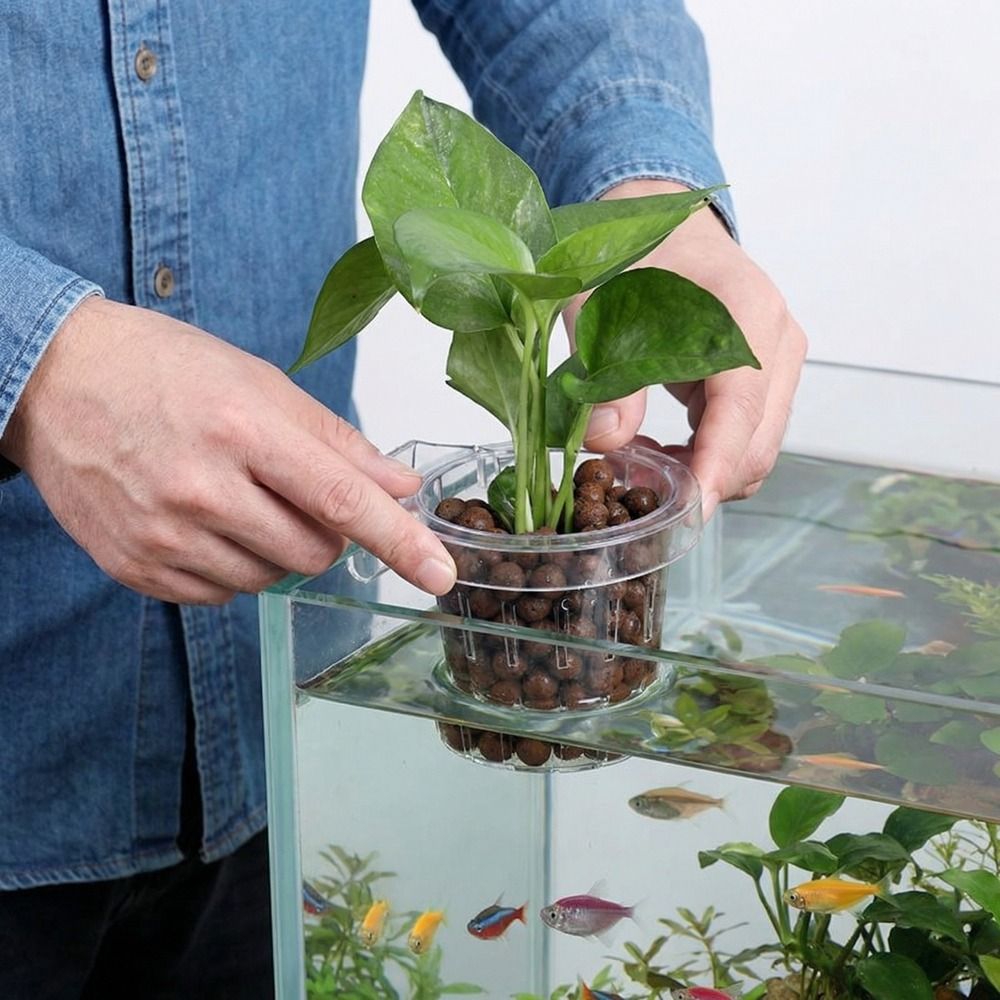 Прозрачная круглая подвесная к – обзор и цена Aquarium Planted Wall